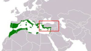 Maki ülkemizde daha çok Akdeniz ve Ege bölgelerinde görülür. / Kaynak : Vikipedi